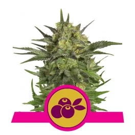 Haze Berry - Royal Queen Seeds - feminizovaná semena