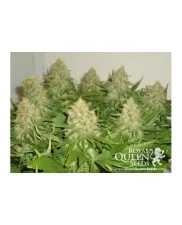 Haze Berry - Royal Queen Seeds - feminizovaná semena