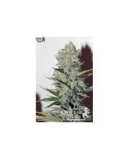Haze Berry - Royal Queen Seeds - feminizovaná semena