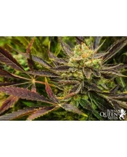Haze Berry - Royal Queen Seeds - feminizovaná semena