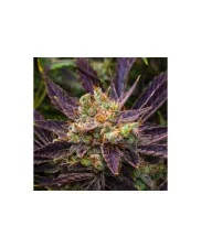 Haze Berry - Royal Queen Seeds - feminizovaná semena