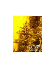 Sour Diesel - Royal Queen Seeds - feminizovaná semena