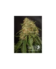 Sour Diesel - Royal Queen Seeds - feminizovaná semena