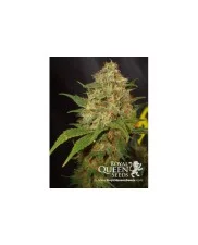 Sour Diesel - Royal Queen Seeds - feminizovaná semena