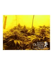 Sour Diesel - Royal Queen Seeds - feminizovaná semena