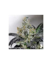 Sour Diesel - Royal Queen Seeds - feminizovaná semena