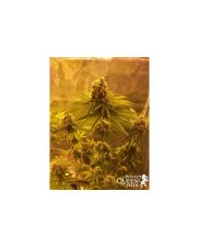 Sour Diesel - Royal Queen Seeds - feminizovaná semena