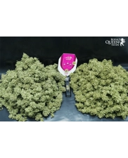 Honey Cream (Fast Flowering) -  Royal Queen Seeds - feminizovaná semena