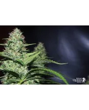 Honey Cream (Fast Flowering) -  Royal Queen Seeds - feminizovaná semena