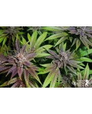 Bubble Kush - Royal Queen Seeds -  feminizovaná semena