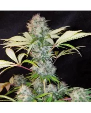 Bubble Kush - Royal Queen Seeds -  feminizovaná semena