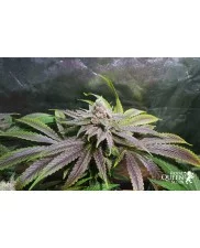 Pineapple Kush - Royal Seeds -  feminizovaná semena 