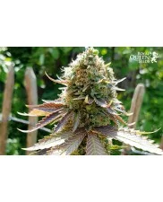 Somango XL - Royal Queen Seeds - feminizovaná semena 