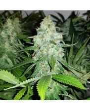Royal Ak - Royal Queen Seeds -  feminizovaná semena