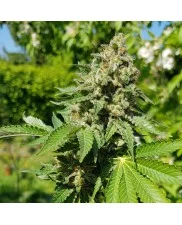 Royal Ak - Royal Queen Seeds -  feminizovaná semena
