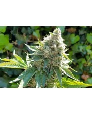 Royal Ak - Royal Queen Seeds -  feminizovaná semena
