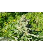 Royal Ak - Royal Queen Seeds -  feminizovaná semena