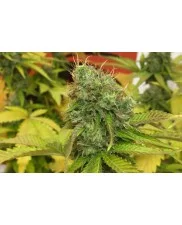 Royal Ak - Royal Queen Seeds -  feminizovaná semena