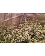 Royal Ak - Royal Queen Seeds -  feminizovaná semena