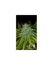 Speedy Chile (Fast Flowering)- Royal Queen Seeds feminizovená semena 
