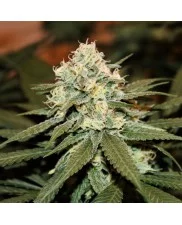 Lemon Shining Silver Haze - Royal Queen Seeds feminizovaná semena 