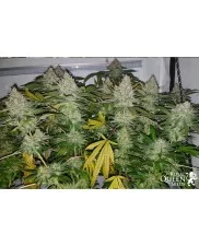 Lemon Shining Silver Haze - Royal Queen Seeds feminizovaná semena 