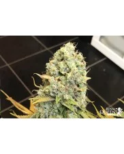 Lemon Shining Silver Haze - Royal Queen Seeds feminizovaná semena 
