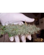 Lemon Shining Silver Haze - Royal Queen Seeds feminizovaná semena 