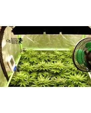 Royal Domina - Royal Queen Seeds - feminizovaná semena