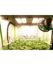 Royal Domina - Royal Queen Seeds - feminizovaná semena