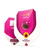 Royal Domina - Royal Queen Seeds - feminizovaná semena