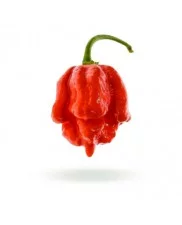 Moruga Scorpion Red - Chilli semena - 10 ks