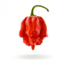 Moruga Scorpion Red - Chilli semena - 10 ks