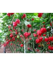 Moruga Scorpion Red - Chilli semena - 10 ks
