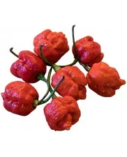 Moruga Scorpion Red - Chilli semena - 10 ks
