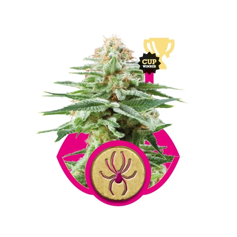 White Widow - Royal Queen Seeds - feminizovaná semínka konopí