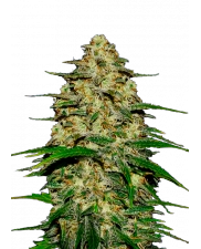 Wedding Cheesecake Auto - Fast Buds Premium - autoflowering