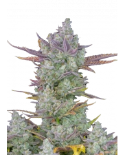 Gorilla Cookies Auto - Fast Buds Premium - autoflowering