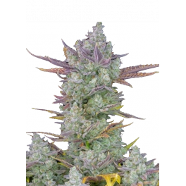 Gorilla Cookies Auto - Fast Buds Premium - autoflowering