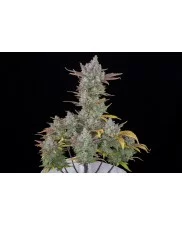 Gorilla Cookies Auto - Fast Buds Premium - autoflowering