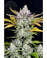 Gorilla Cookies Auto - Fast Buds Premium - autoflowering