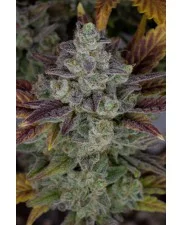 Gorilla Cookies Auto - Fast Buds Premium - autoflowering