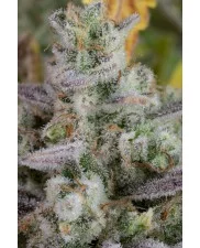 Gorilla Cookies Auto - Fast Buds Premium - autoflowering