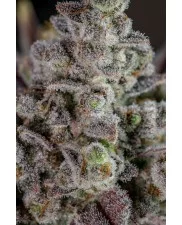Gorilla Cookies Auto - Fast Buds Premium - autoflowering