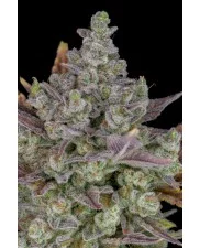 Gorilla Cookies Auto - Fast Buds Premium - autoflowering