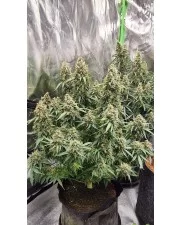Gorilla Cookies Auto - Fast Buds Premium - autoflowering
