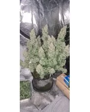 Gorilla Cookies Auto - Fast Buds Premium - autoflowering