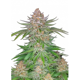 Strawberry Pie Auto - Fast Buds Premium - autoflowering