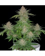 Strawberry Pie Auto - Fast Buds Premium - autoflowering