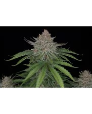 Strawberry Pie Auto - Fast Buds Premium - autoflowering